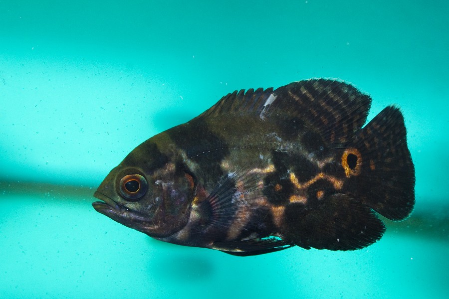 Oscar fish (Astronotus ocellatus) in Aquarium